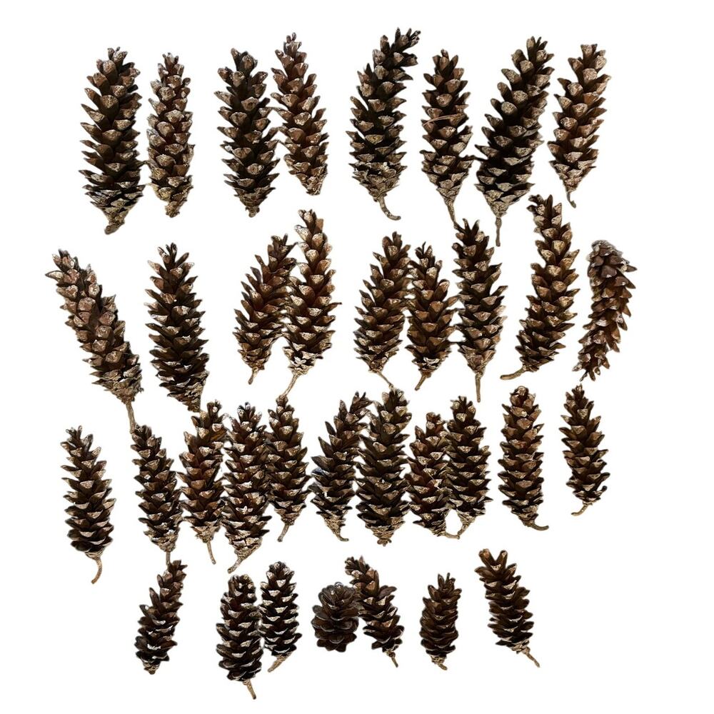 35 Lot of Natural Loblolly Pinecones 5-7 inches from Long Island Pine Barrens